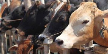 Bisakah Sapi dari Sumbar Masuk ke Riau Penuhi Kebutuhan Kurban ?