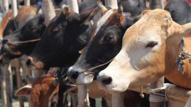 Bisakah Sapi dari Sumbar Masuk ke Riau Penuhi Kebutuhan Kurban ?