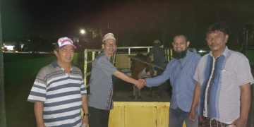 Perdana, IKM Jakabaring Qurban 2 Ekor Sapi. BMKM Sumsel Bantu 1 Sapi