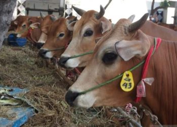 Idul Adha Tahun ini Muhammadiyah Pekanbaru Sembelih 54 Ekor Hewan Kurban Sapi dan Kambing