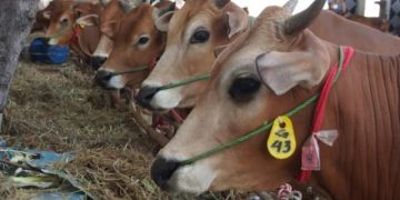 Idul Adha Tahun ini Muhammadiyah Pekanbaru Sembelih 54 Ekor Hewan Kurban Sapi dan Kambing