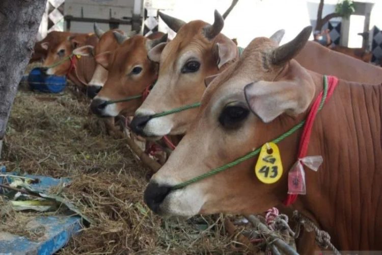 Idul Adha Tahun ini Muhammadiyah Pekanbaru Sembelih 54 Ekor Hewan Kurban Sapi dan Kambing