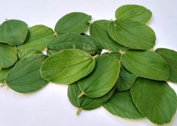 Warung Sehat Athiyah : Daun Bidara