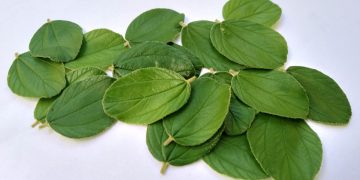 Warung Sehat Athiyah : Daun Bidara