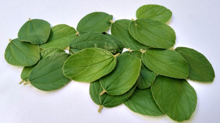 Warung Sehat Athiyah : Daun Bidara