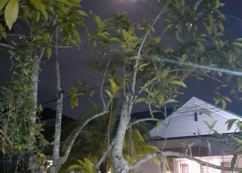 Keutamaan Menanam Pohon dalam Islam