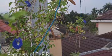 7 Manfaat Bunga Telang, Antikanker hingga Bakar Kalori