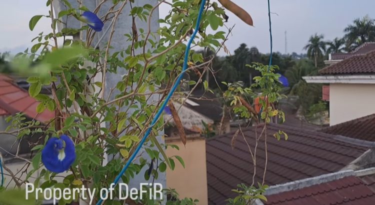 7 Manfaat Bunga Telang, Antikanker hingga Bakar Kalori