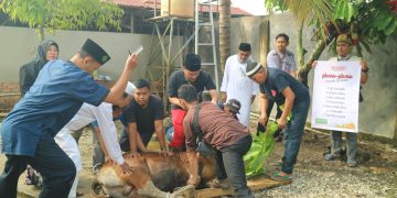 LAZISMU DAN SMP MUHAMMADIYAH 2 PEKANBARU POTONG SATU EKOR HEWAN QURBAN