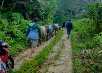 Menembus Hutan Belantara Antarkan Qurban dan Bantuan untuk Warga Pedalaman