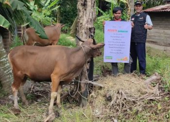 LAZISMU Pekanbaru Prioritaskan Tebar Qurban di Daerah Pinggiran