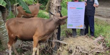 LAZISMU Pekanbaru Prioritaskan Tebar Qurban di Daerah Pinggiran
