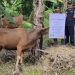 LAZISMU Pekanbaru Prioritaskan Tebar Qurban di Daerah Pinggiran