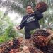 Harga CPO Melonjak karena Perkiraan Penurunan Produksi dan Stok
