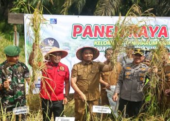 Panen Padi di Rumbai Timur, Wawako Pekanbaru: Hasil Sendiri Lebih Baik