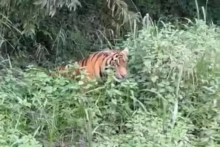 BBKSDA Riau Sebut Lokasi Warga Diserang Harimau di Batang Gansal Masuk Wilayah Jelajah Raja Hutan