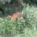 BBKSDA Riau Sebut Lokasi Warga Diserang Harimau di Batang Gansal Masuk Wilayah Jelajah Raja Hutan