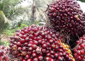 Turun Tipis, Harga Kelapa Sawit Mitra Pekan Ini Dihargai Rp3.686 per Kg
