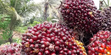 Turun Tipis, Harga Kelapa Sawit Mitra Pekan Ini Dihargai Rp3.686 per Kg