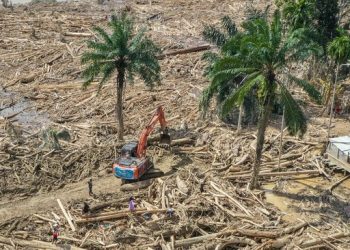 Pemerintah Siapkan Regulasi Pemanfaatan Kayu Usai Banjir Sumatra