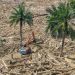 Pemerintah Siapkan Regulasi Pemanfaatan Kayu Usai Banjir Sumatra