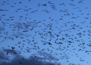 Viral ! Ribuan Burung Gagak Bikin Langit Tel Aviv Jadi Gelap, Netizen: Pertanda Bencana