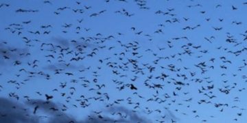 Viral ! Ribuan Burung Gagak Bikin Langit Tel Aviv Jadi Gelap, Netizen: Pertanda Bencana