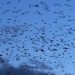 Viral ! Ribuan Burung Gagak Bikin Langit Tel Aviv Jadi Gelap, Netizen: Pertanda Bencana